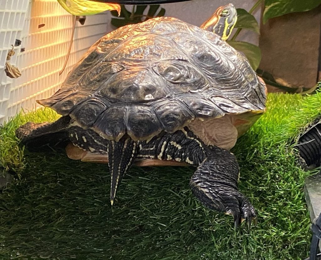 Thornton is a&nbsp;Turtle